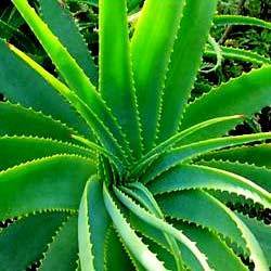 Manufacturers Exporters and Wholesale Suppliers of Aloe Vera Chennai Tamil Nadu